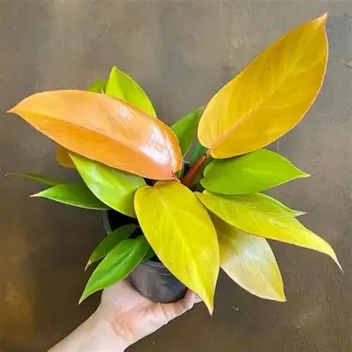 Prince of Orange Philodendron