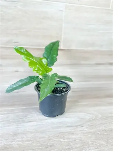 Jungle Boogie Tiger Tooth Philodendron