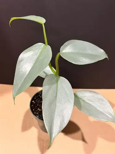 Silver Sword Philodendron