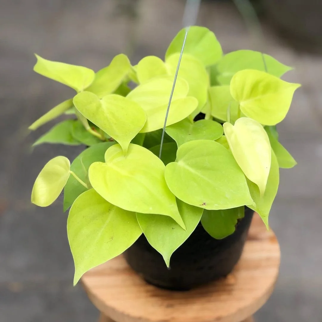 Lemon Lime Heartleaf Philodendron - Philodendron hederaceum Lemon Lime
