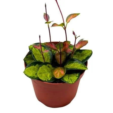 Lisa Wax Plant