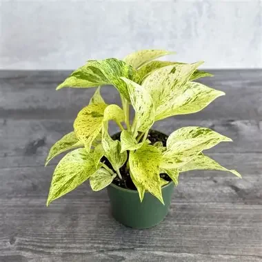 Snow Queen Pothos