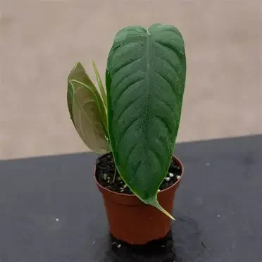 Sharoniae Philodendron