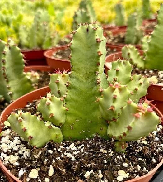 Resin Spurge
