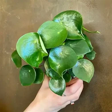 Raindrop Peperomia