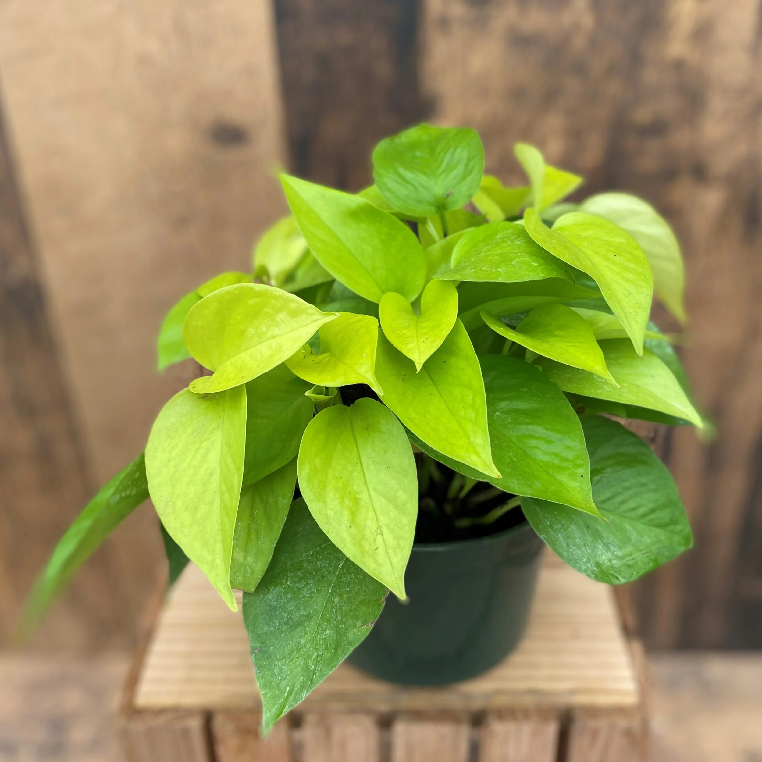 Neon Pothos - Epipremnum aureum Neon - 6