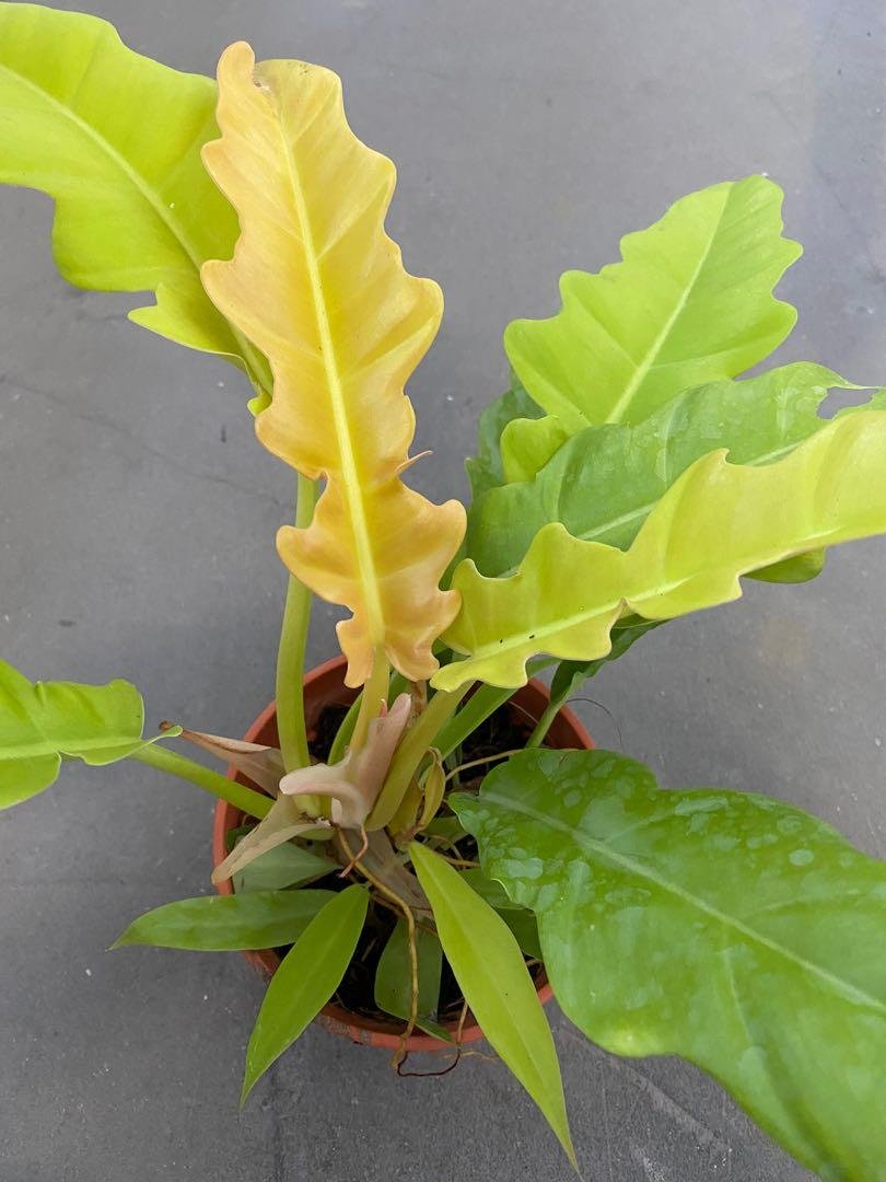 Golden Crocodile Philodendron