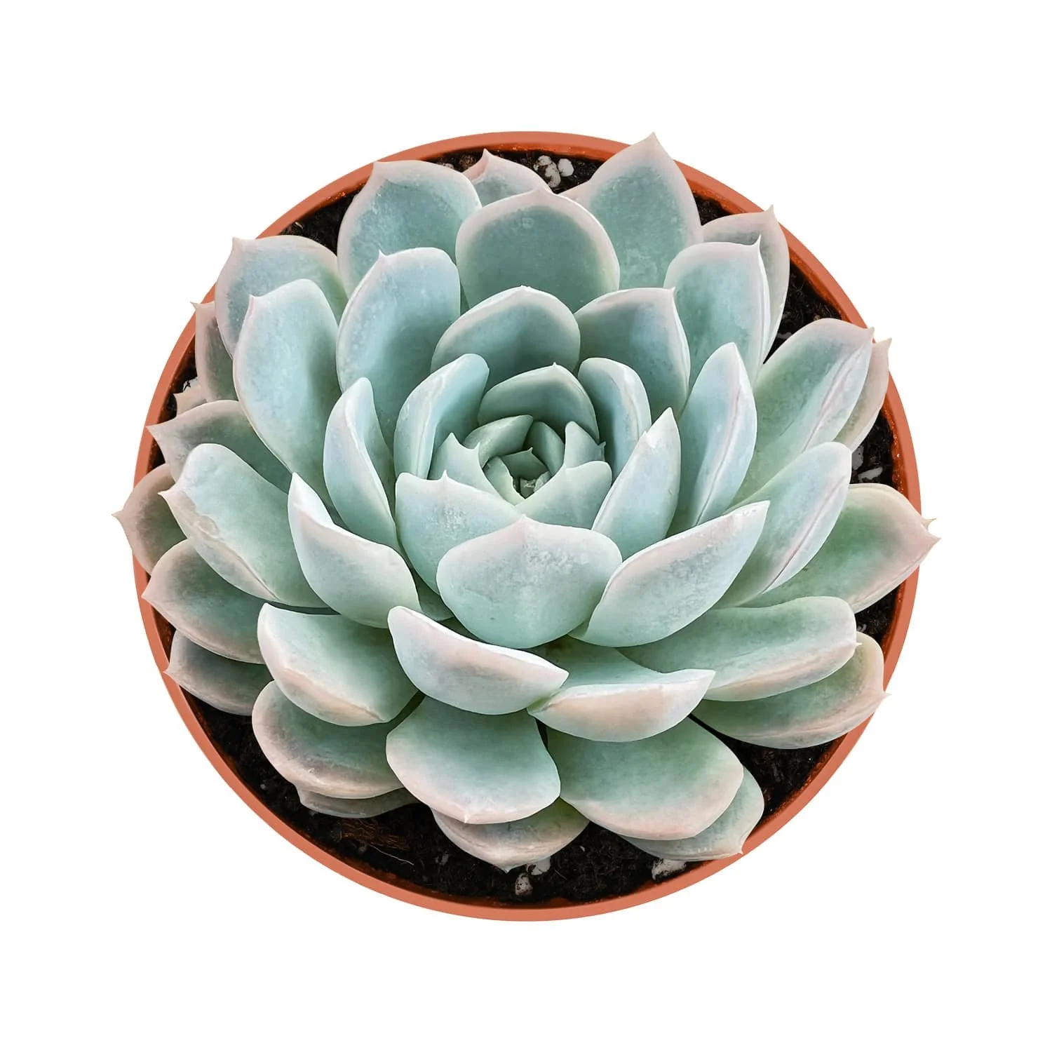 Mexican Snowball - Echeveria elegans