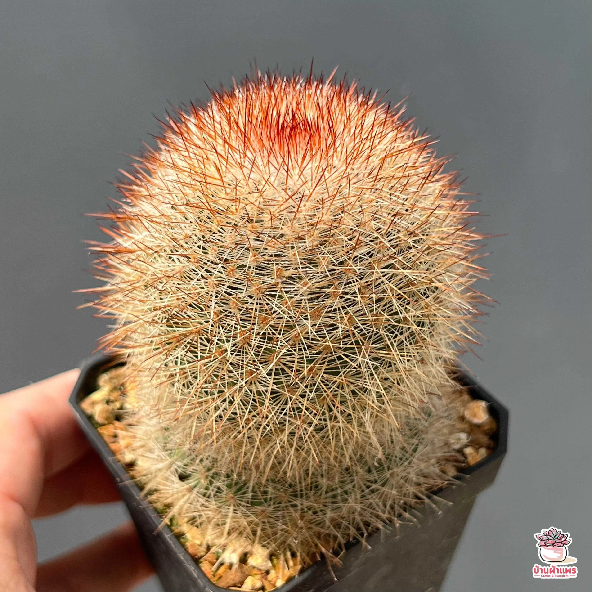 Red-Headed Irishman Cactus.jpg