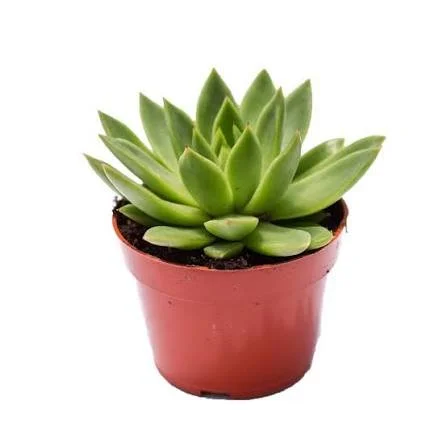 Lipstick Echeveria