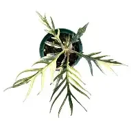 Tortum Aurea Philodendron