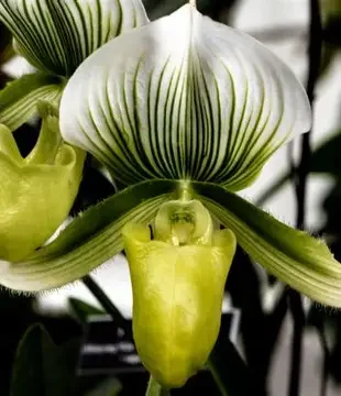 Maudiae Slipper Orchid
