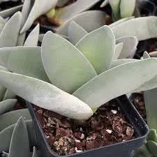 var falcata Propeller Plant