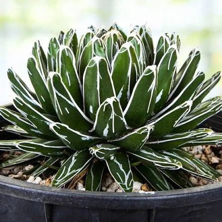 Queen Victoria Agave