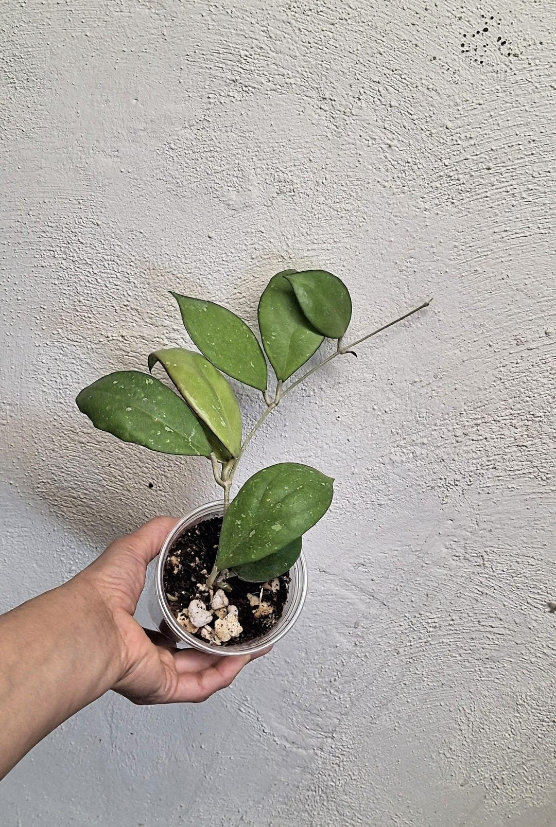 Hoya Nathalie.jpg