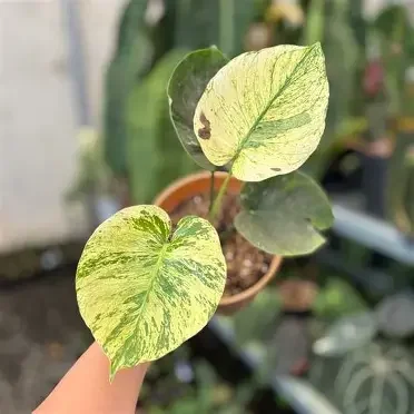 Siam Mint Monstera