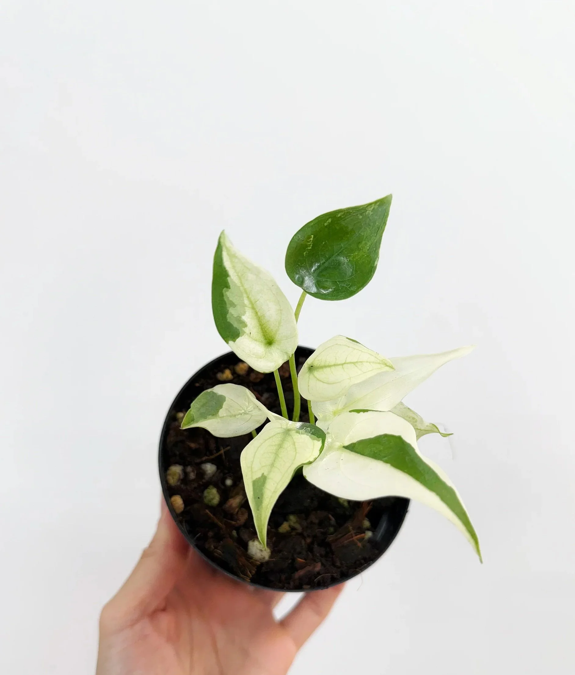 Cucullata Albo Alocasia