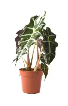 Polly Alocasia