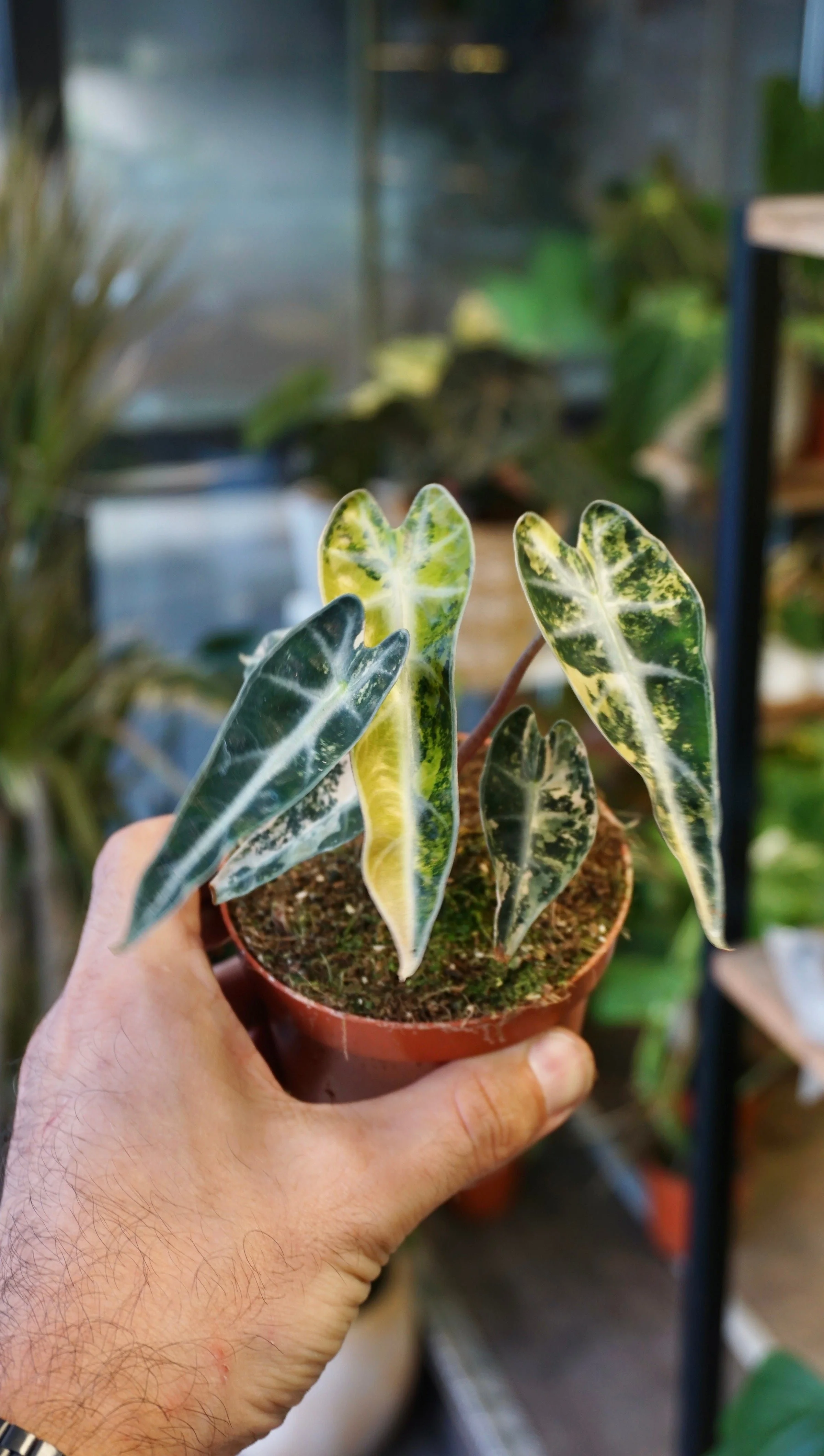 Bambino Aurea Alocasia