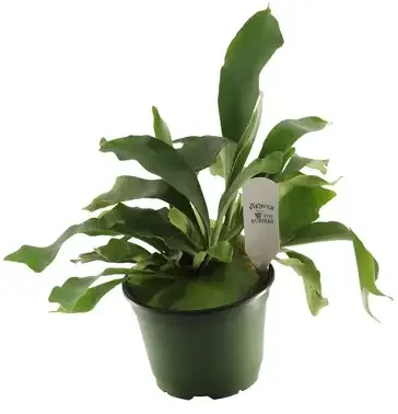 Bifurcatum Staghorn Fern