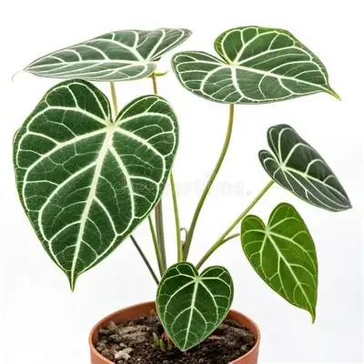 Anthurium warocqueanum x clarinervium