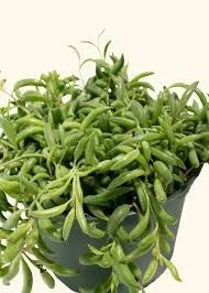 String of Bananas