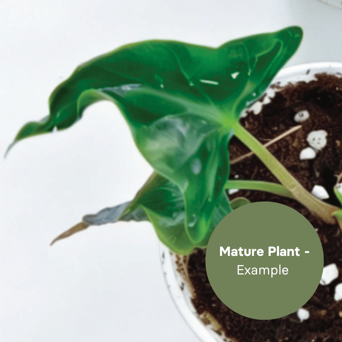 Alocasia amazonica mutation