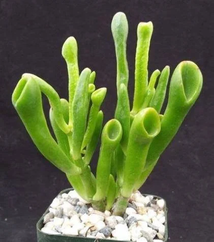 Gollum Jade ET s Fingers