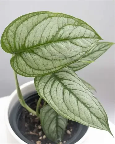 Silver Monstera