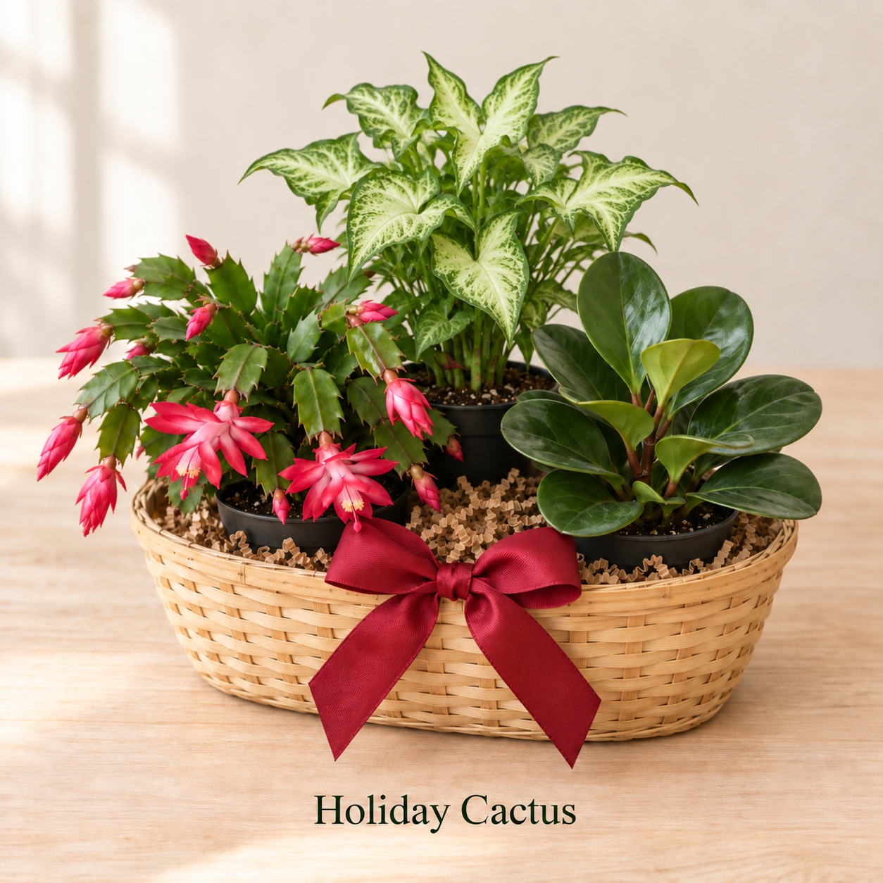 Holiday Cactus - 3 Plants.png