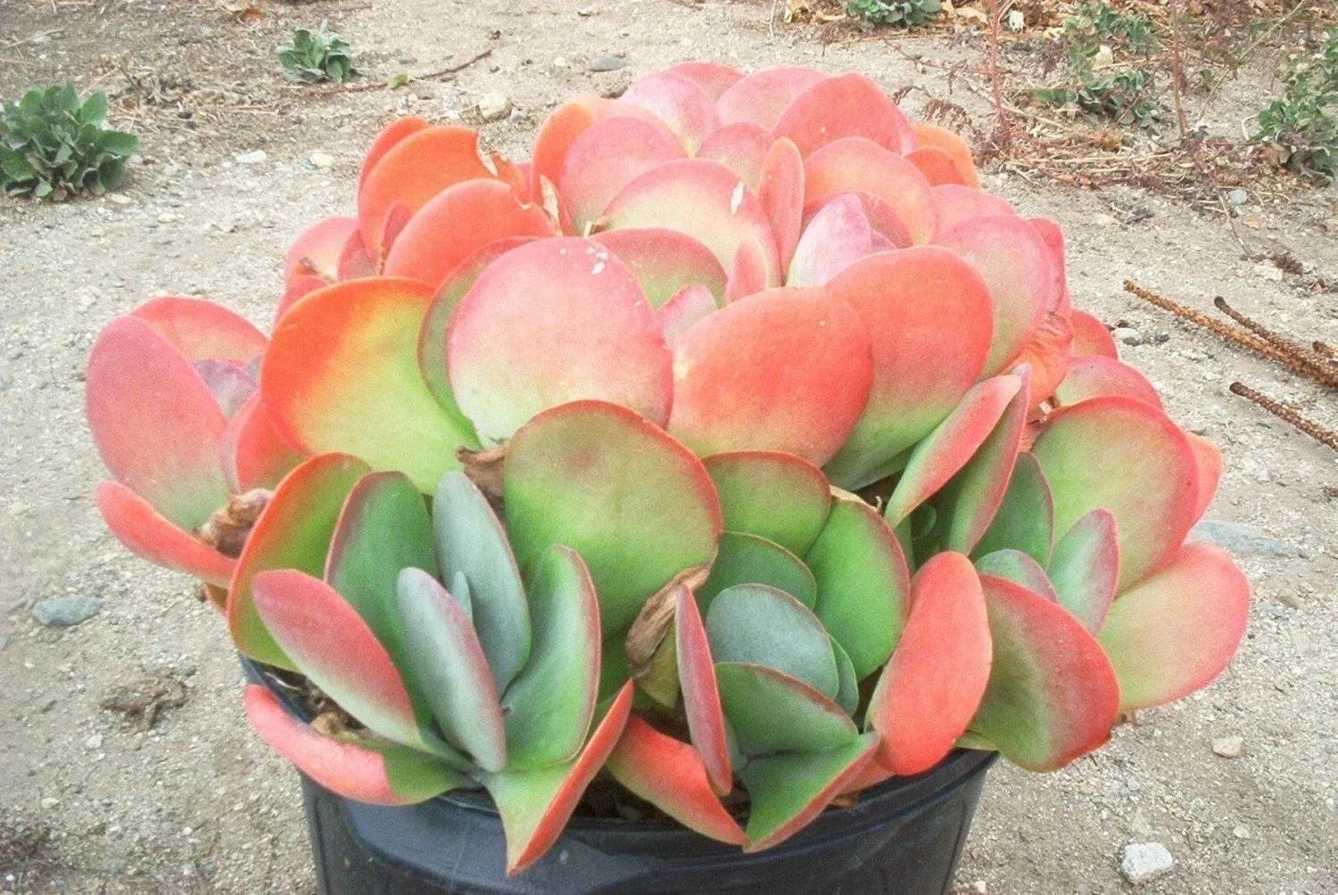 Flapjack Paddle Plant - Kalanchoe luciae