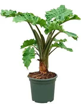 Low Rider Alocasia