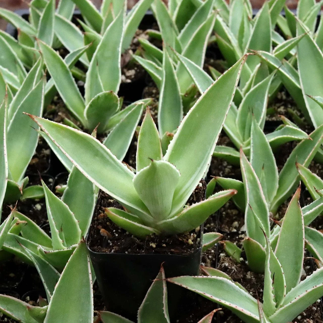 Mitis Agave - Agave mitis
