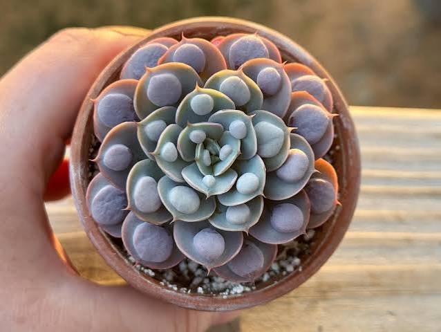 Raindrops Echeveria