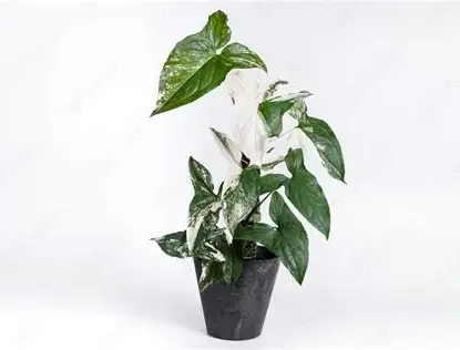 Albo Arrowhead Plant