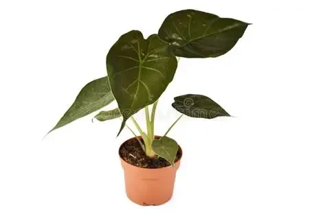 Wentii Alocasia