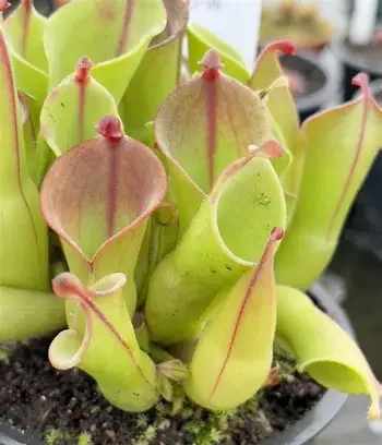 Nodding Sun Pitcher