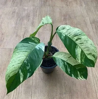 Variegated Giant Pothos