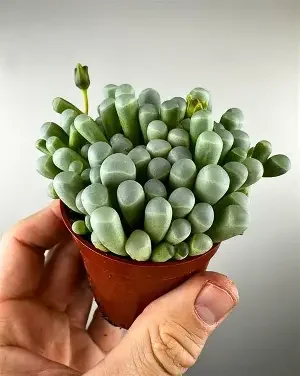 rhopalophylla Baby Toes
