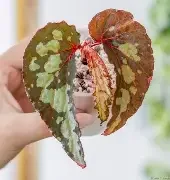 Lucifer Begonia