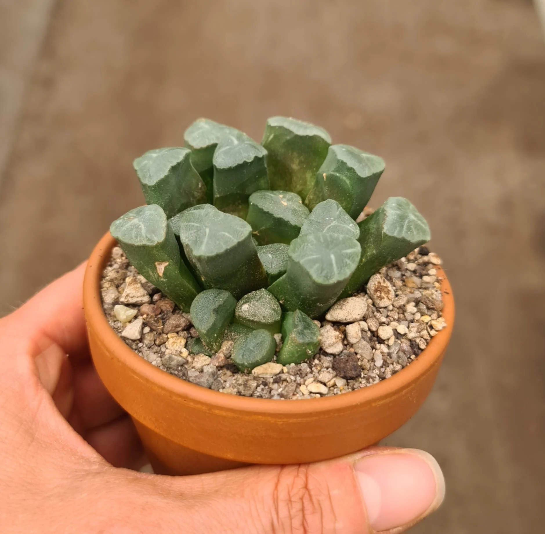 Maughan’s Haworthia - Haworthia maughanii