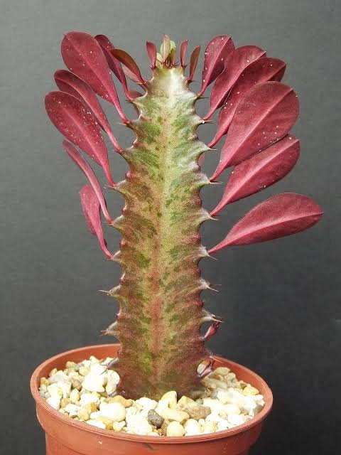 Rubra Variegated Red African Milk Tree Euphorbia