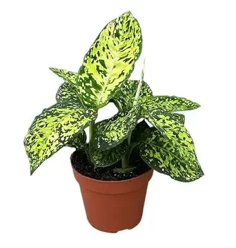 Reflector Dumb Cane