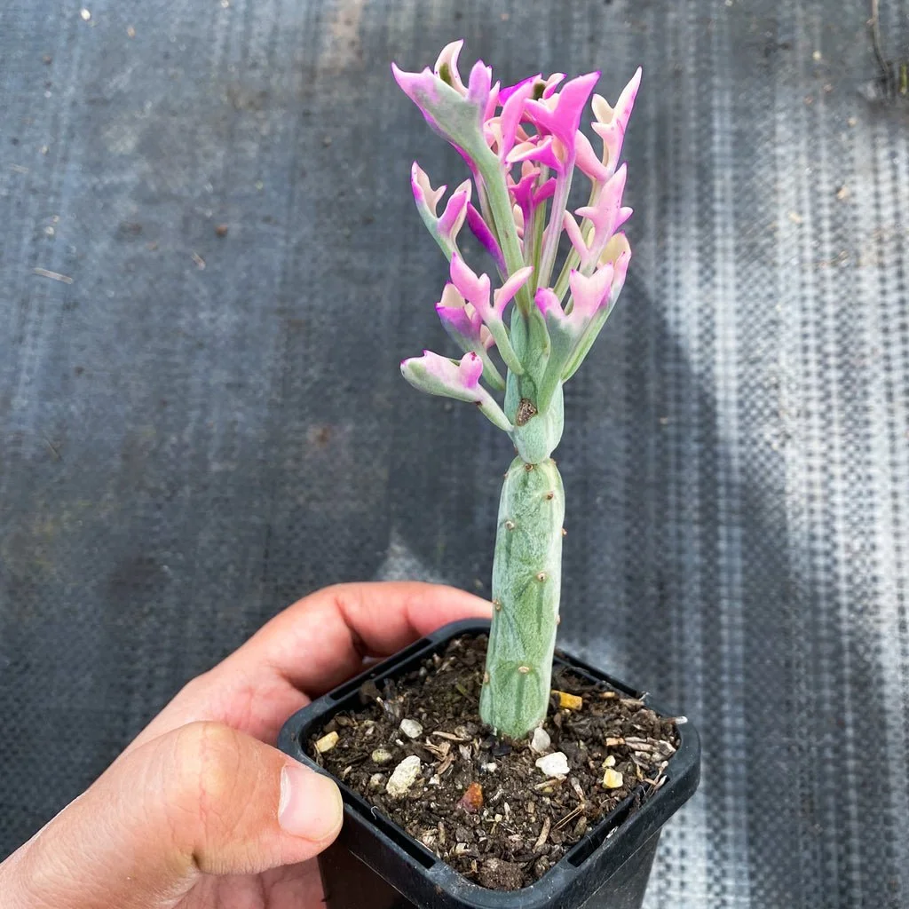 Variegated Candle Plant - Curio articulatus Variegatus