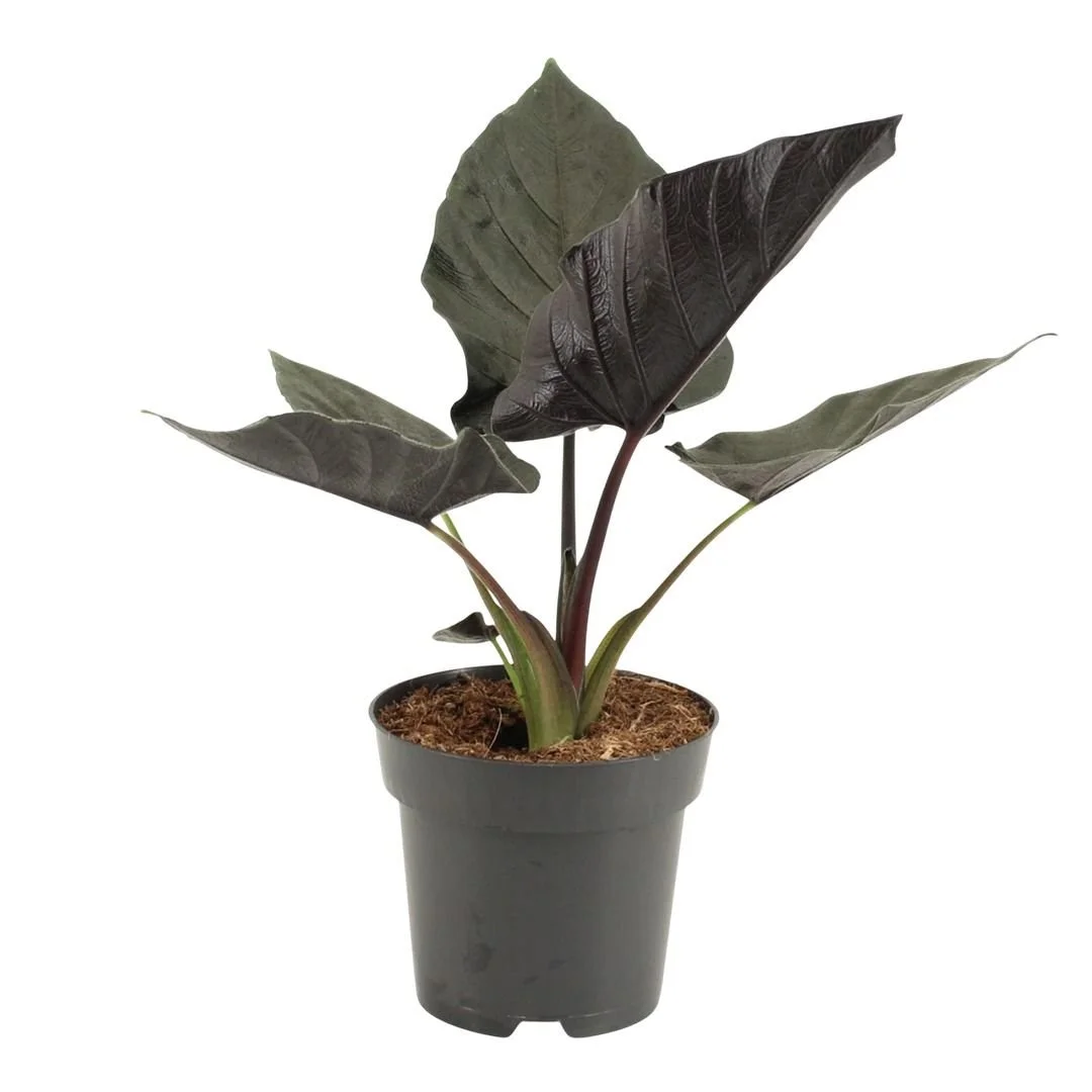 Antoro Velvet Alocasia