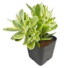 Variegated Money Maker Variegated Jade