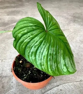 Mamei Philodendron