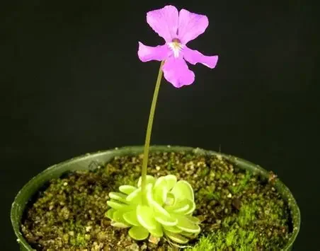 Delta Butterwort