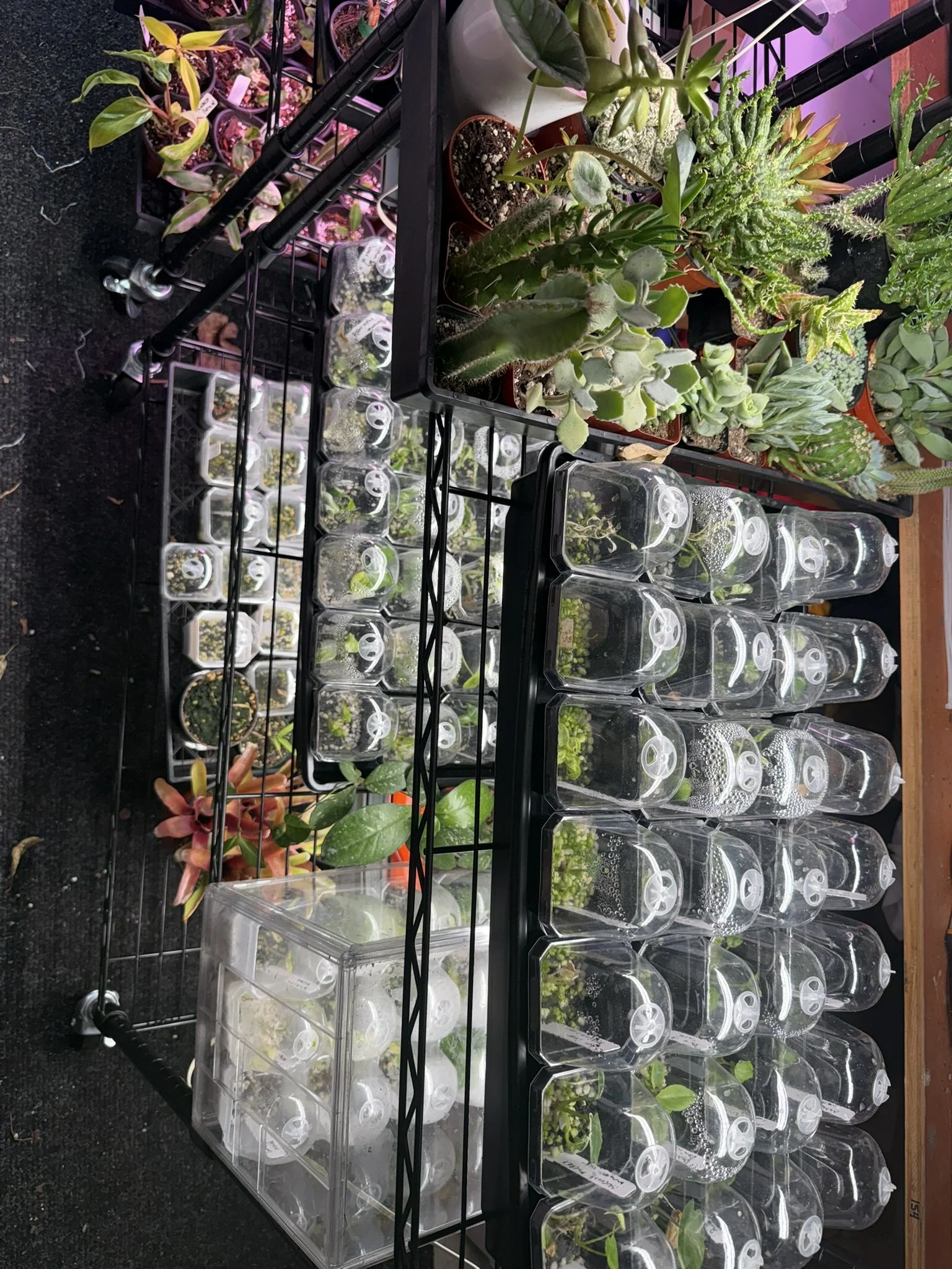 Indoor propagation shelves with young plants and succulents