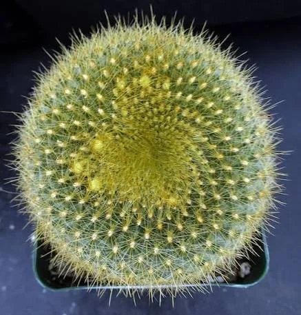 Donut Cactus